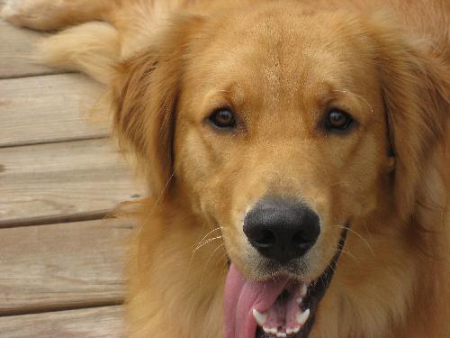 Toby