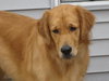 Toby