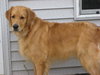 Toby