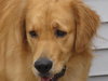Toby