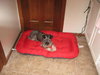 Molly