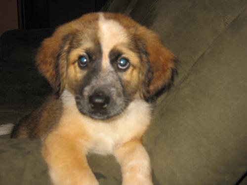 Buster
