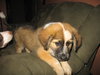 Buster