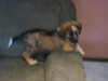 Buster