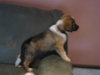 Buster