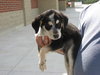 Cooper