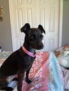 Poppy