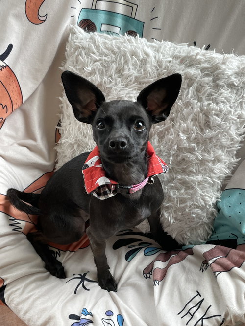 Poppy