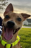 Milo
