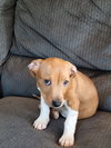 Buddy