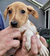 Rosie