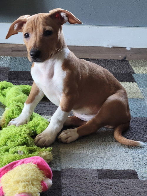 Rosie