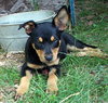 Stella