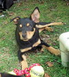 Stella