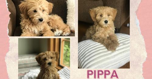 Miss Pippa