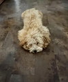 Miss Pippa