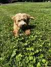 Miss Pippa
