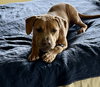 Milo