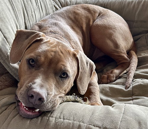 Milo