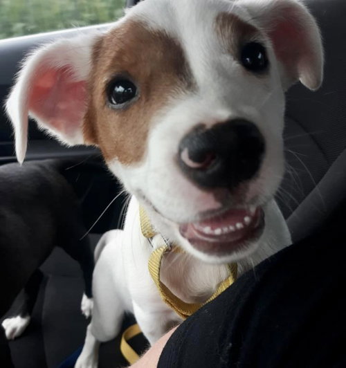 Pongo