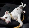 Pongo