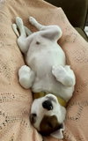 Pongo