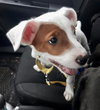 Pongo