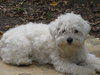 Chico