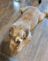 Ginger