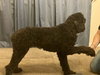 Princess