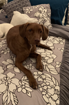 Tucker