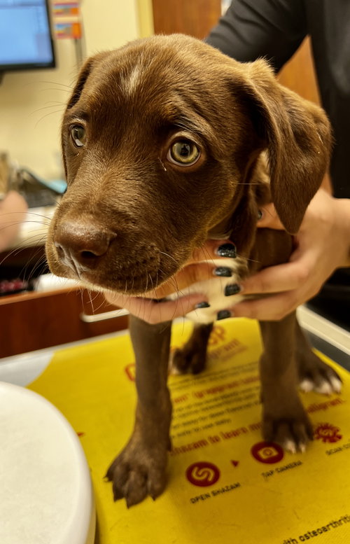 Hershey