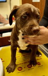 Hershey