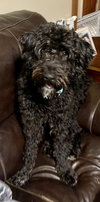 Brody