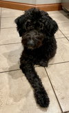 Brody