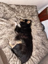 Gracie