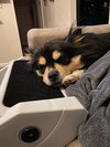 Gracie