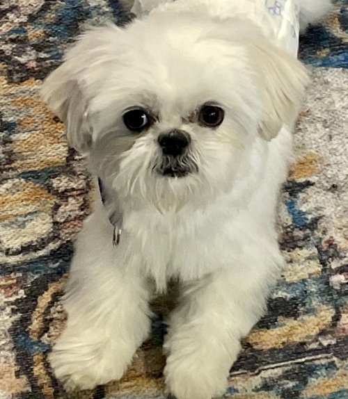 Cornelius
