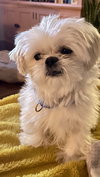 Cornelius