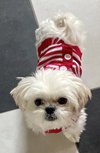 Cornelius