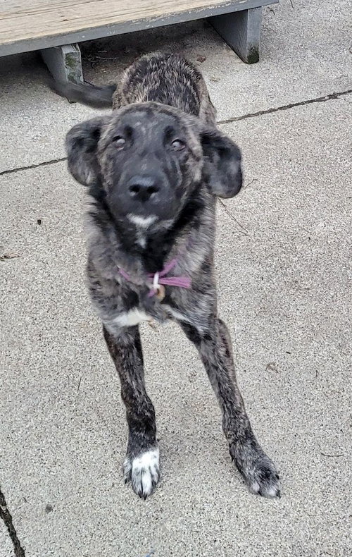 Piper