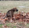 Samson