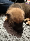 Bolt
