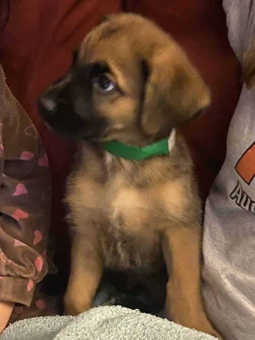 Tofu