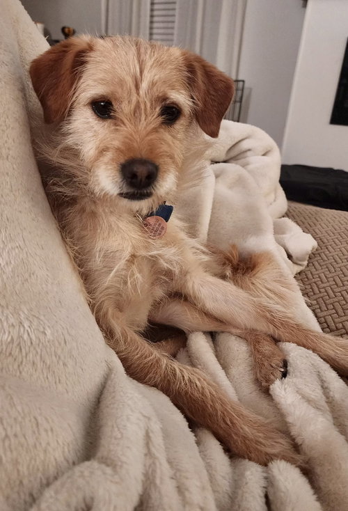 Rosie
