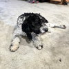 Charlie