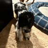 Charlie