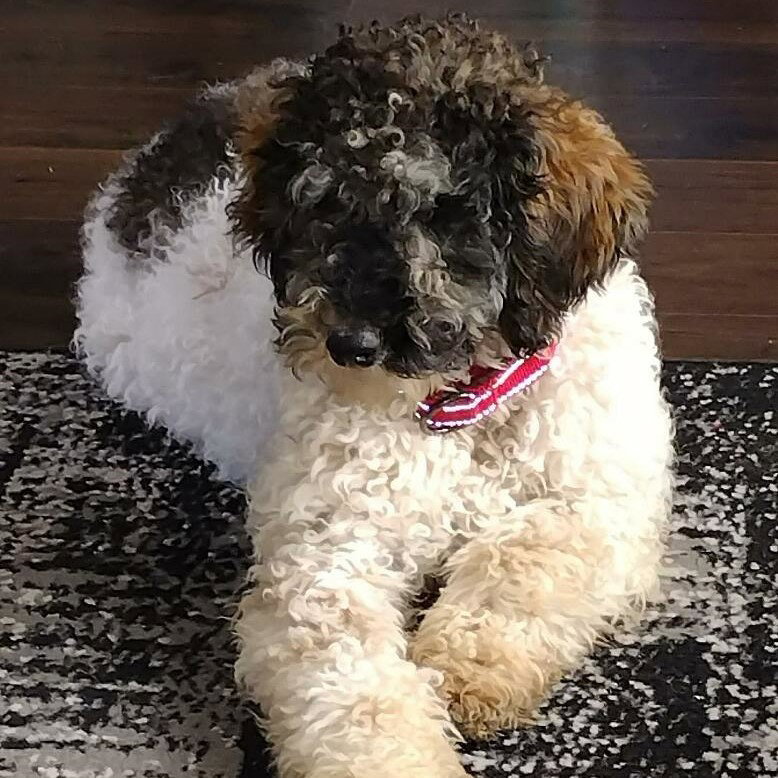 Dog for Adoption Sundae, a Poodle (Miniature) in Antwerp, OH Alpha Paw