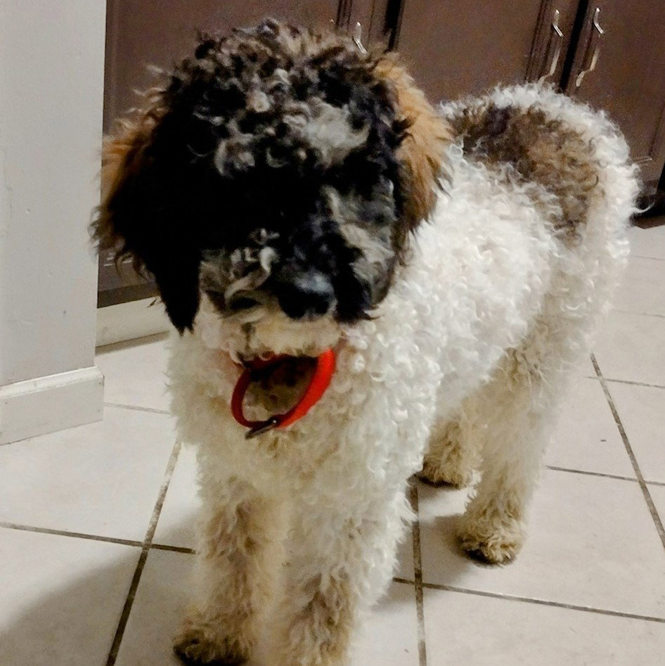 Dog for Adoption Sundae, a Poodle (Miniature) in Antwerp, OH Alpha Paw