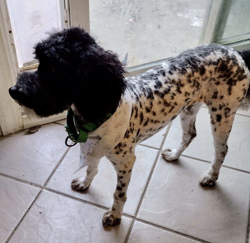 Oreo